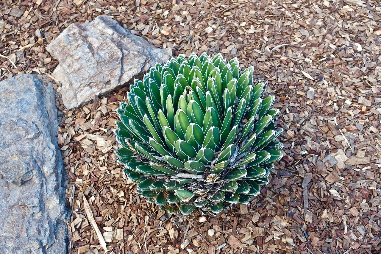 cactus succulent spiny free photo