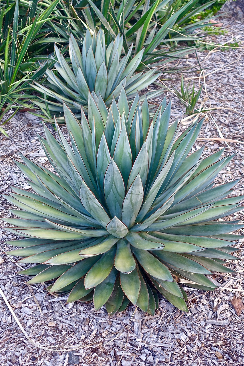 cactus succulent spiny free photo