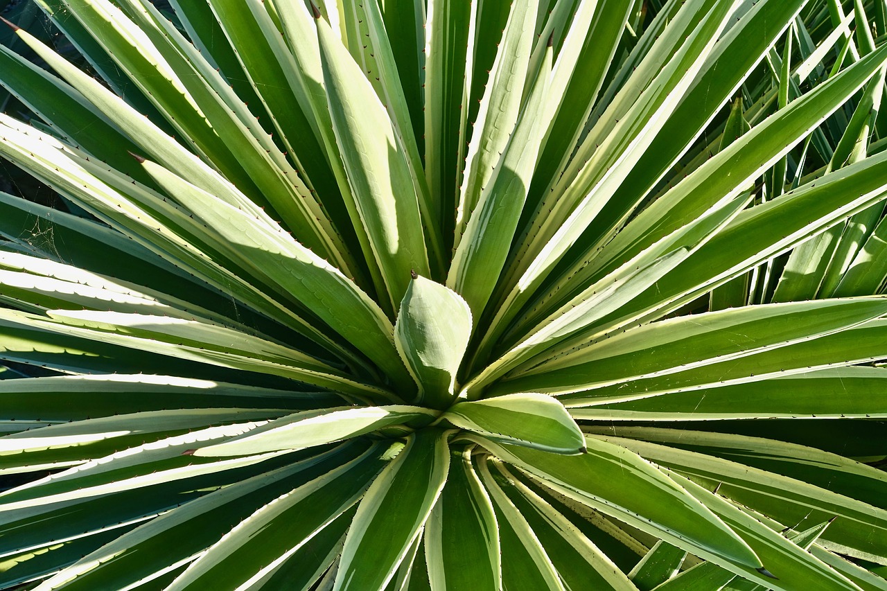 cactus succulent spiny free photo