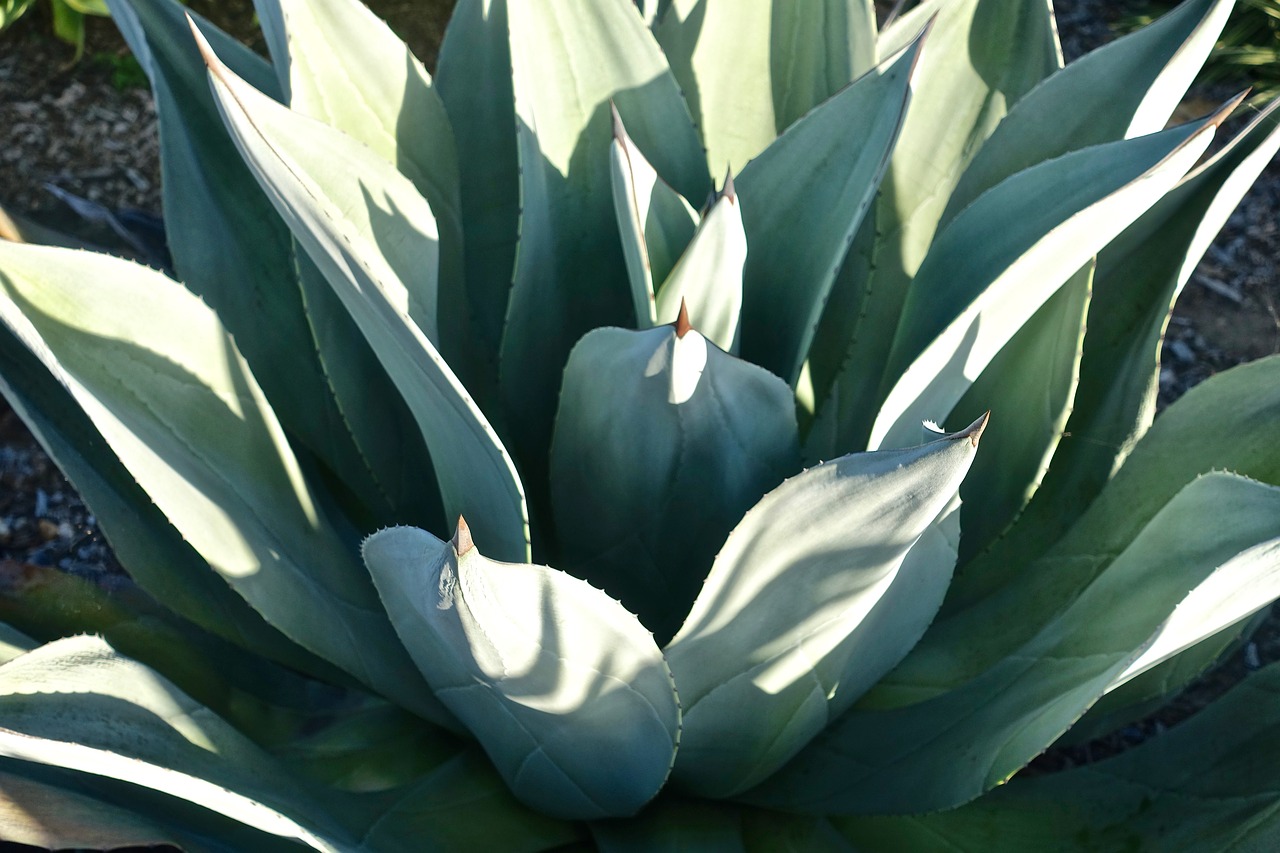 cactus succulent spiny free photo