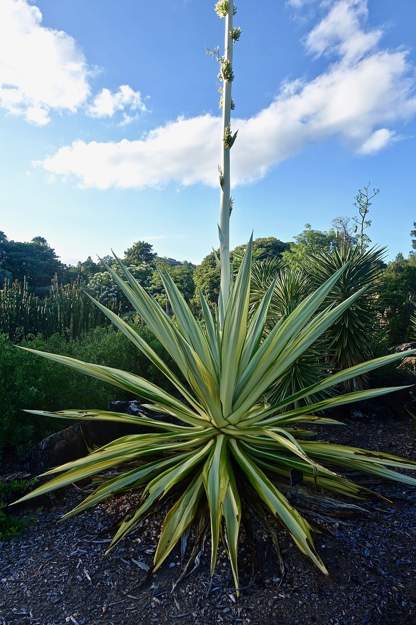 cactus succulent spiny free photo