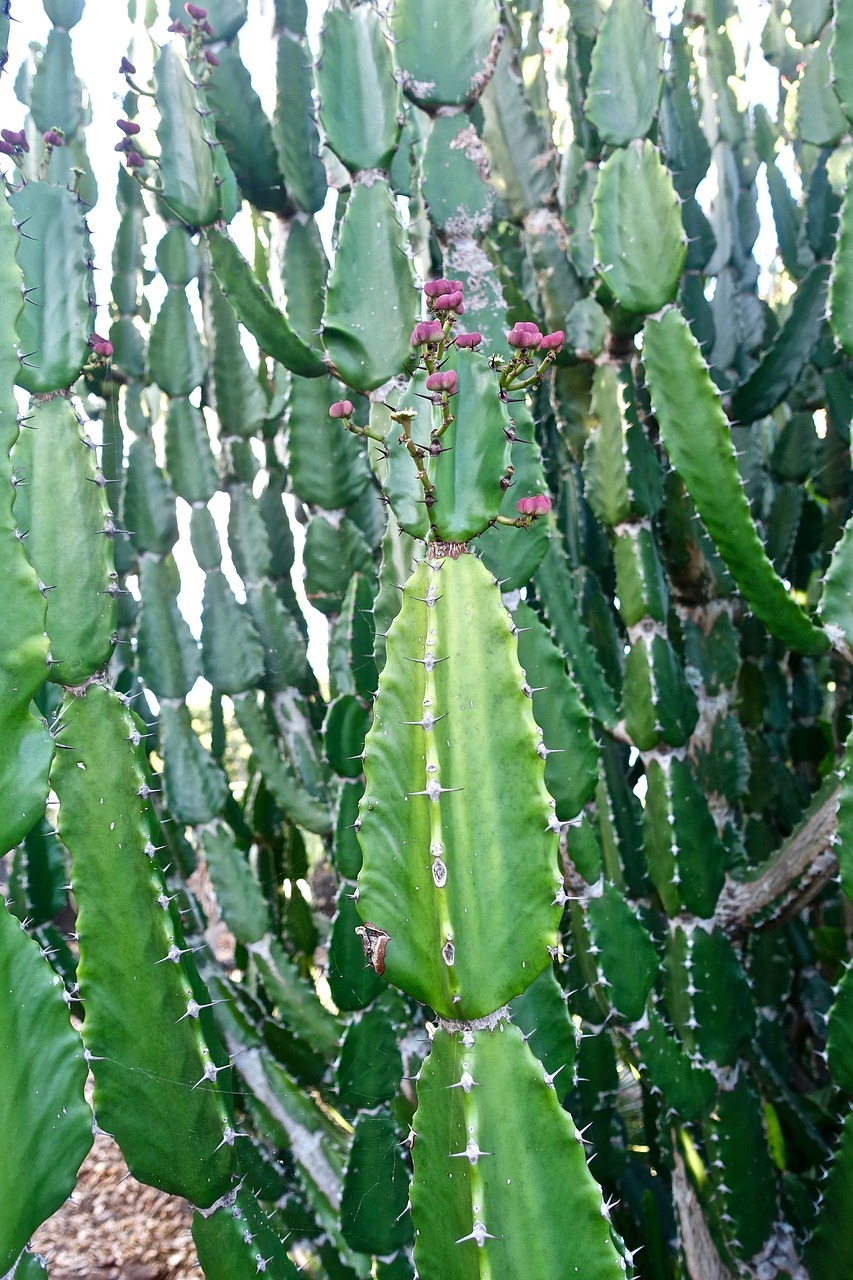 cactus succulent spiny free photo