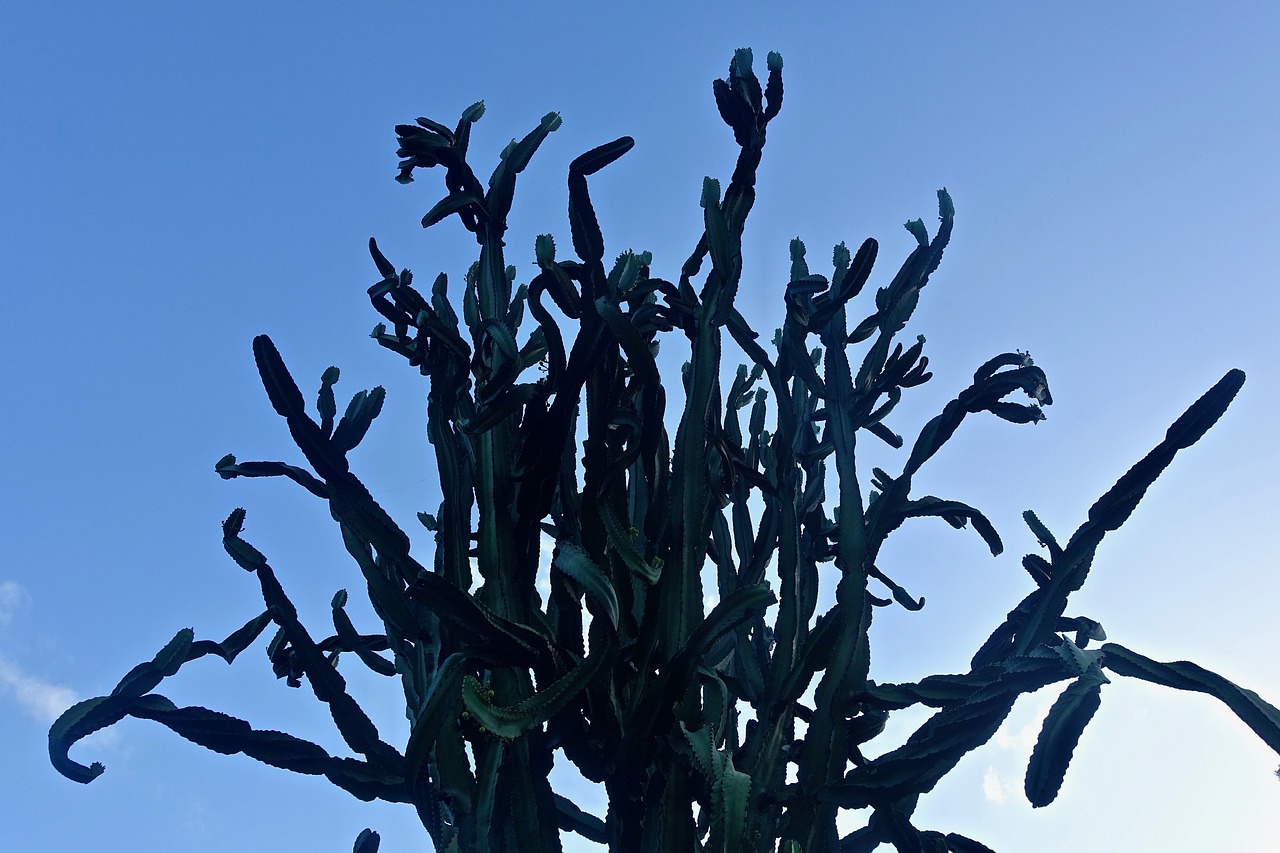 cactus succulent spiny free photo