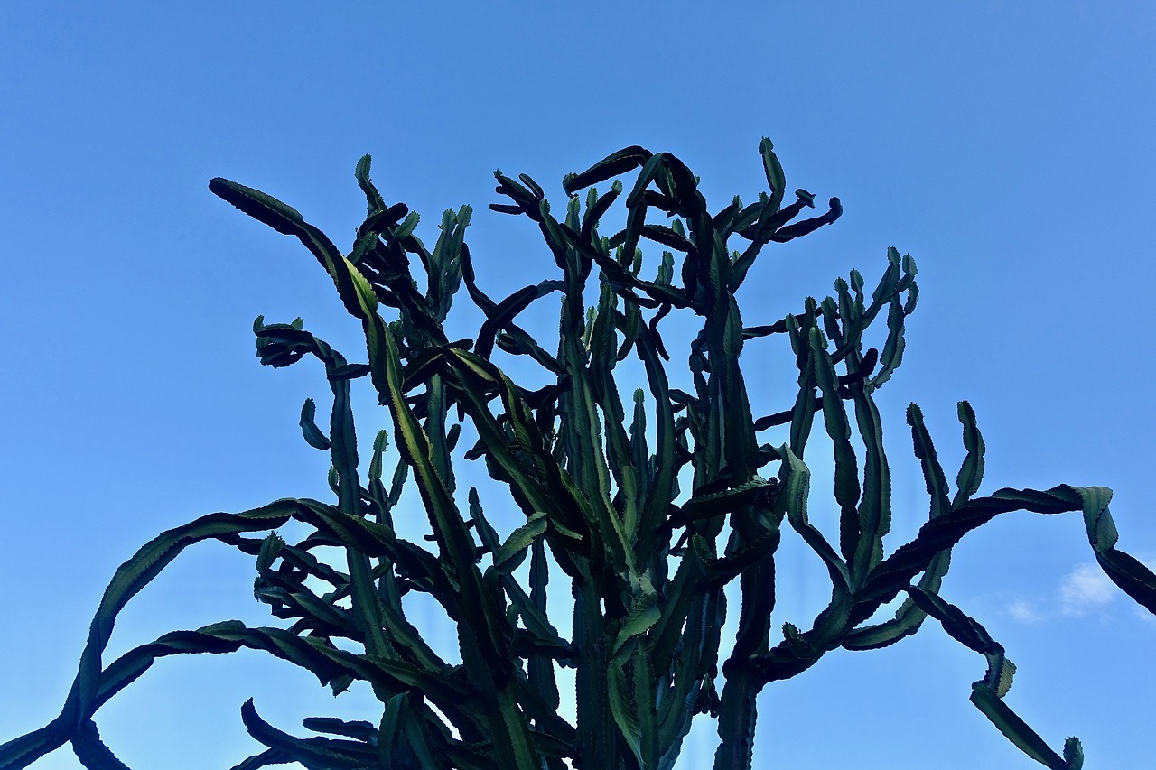 cactus succulent spiny free photo