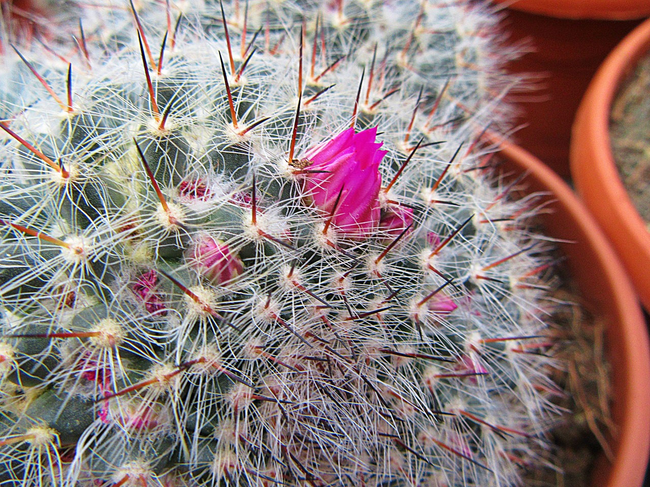 cactus spines plants free photo