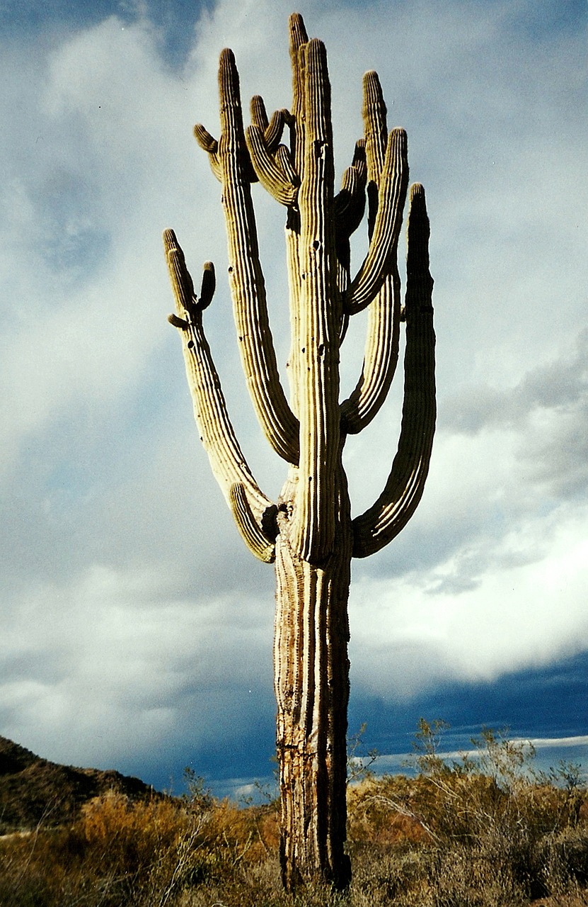 cactus suguaro desert free photo