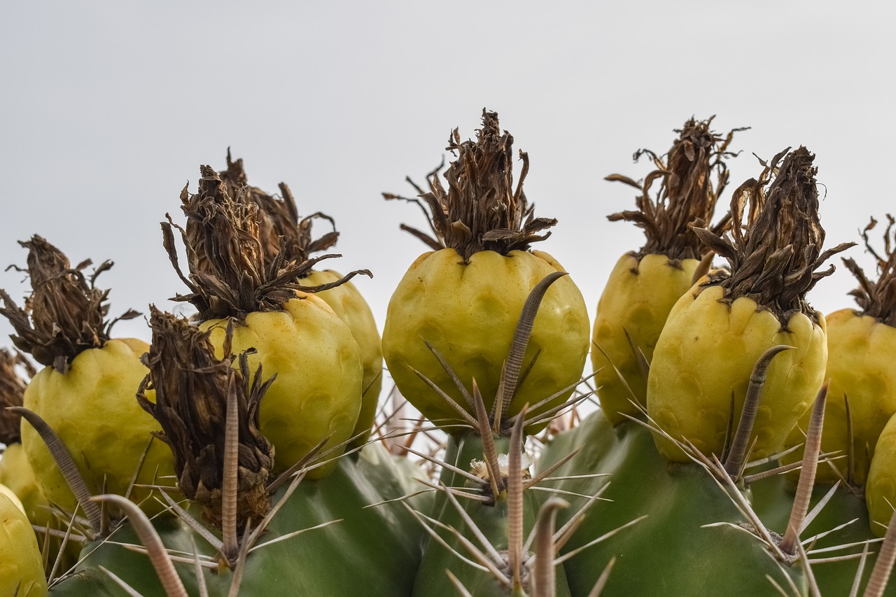 cactus fruit flower free photo