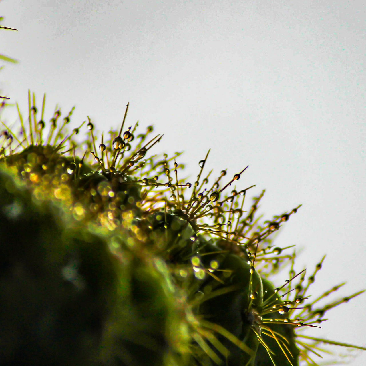 cactus plant water free photo