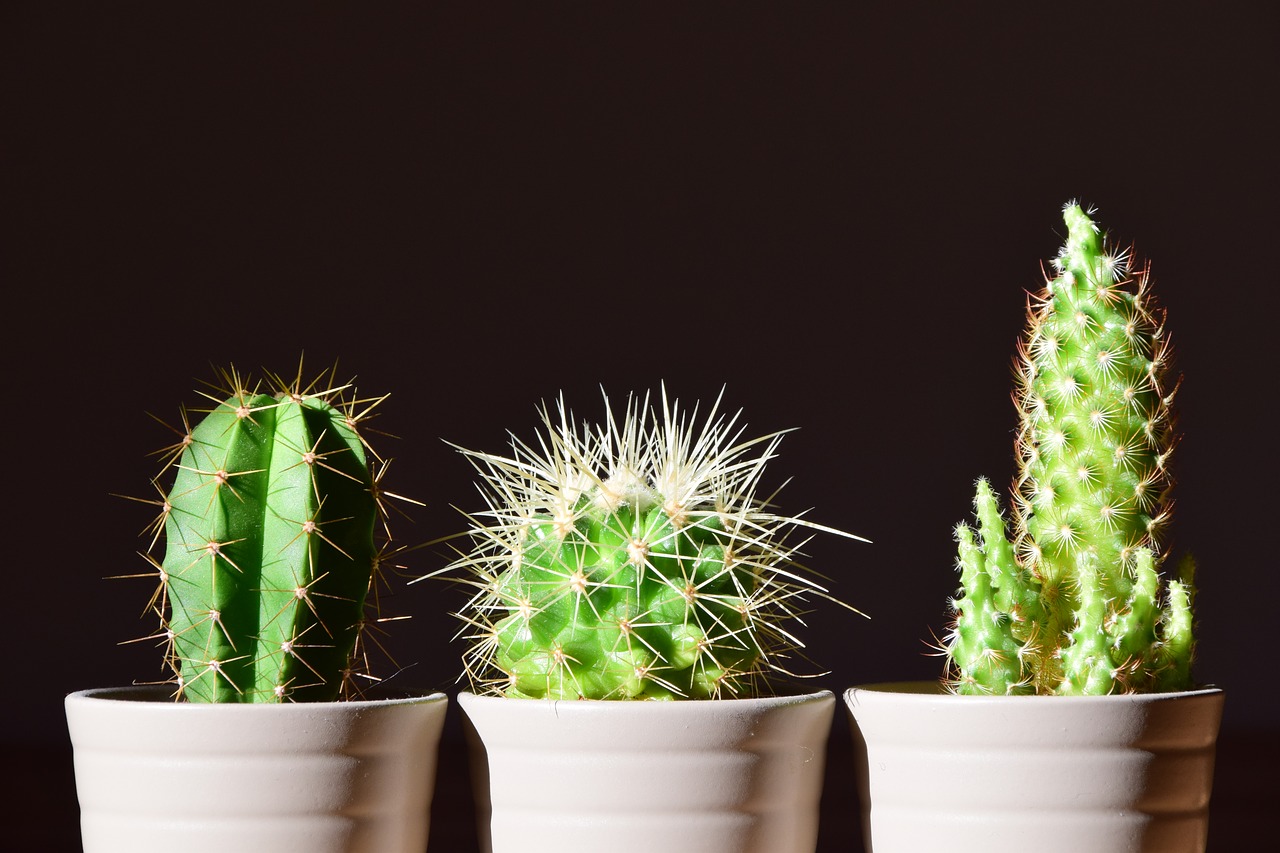 cactus flowerpot plant free photo