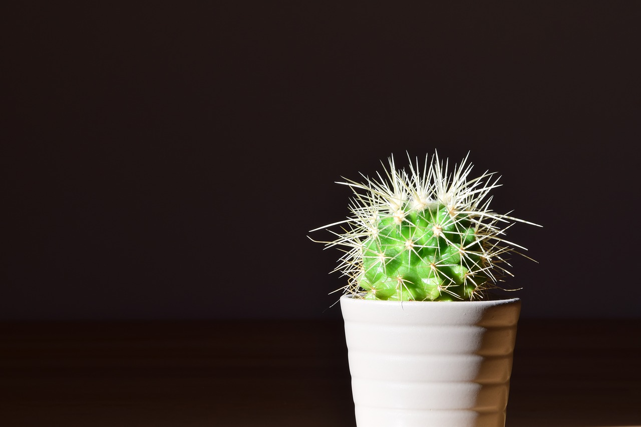 cactus flowerpot plant free photo