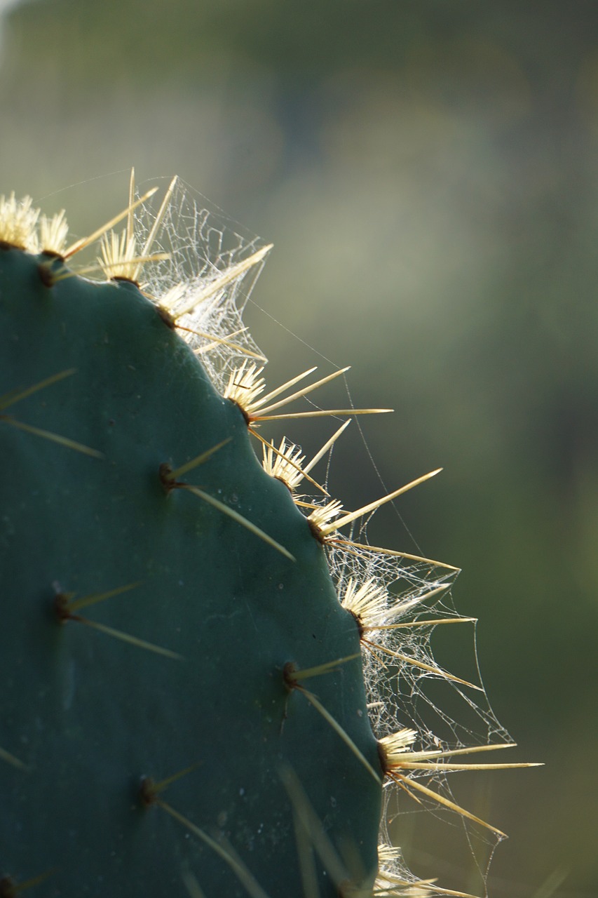 cactus thorns spider web free photo