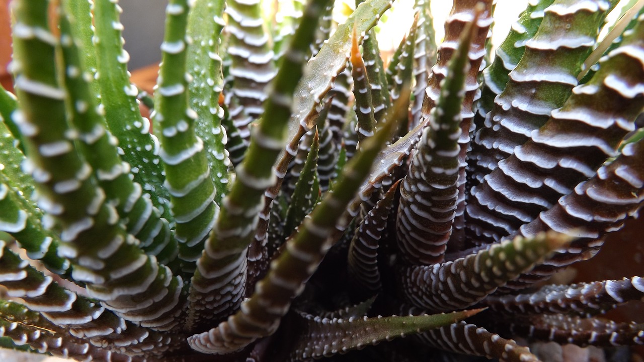 cactus flower plant free photo