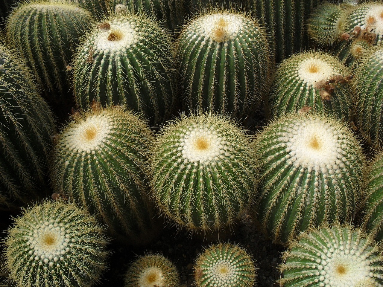 cactus darjeeling cultivation free photo