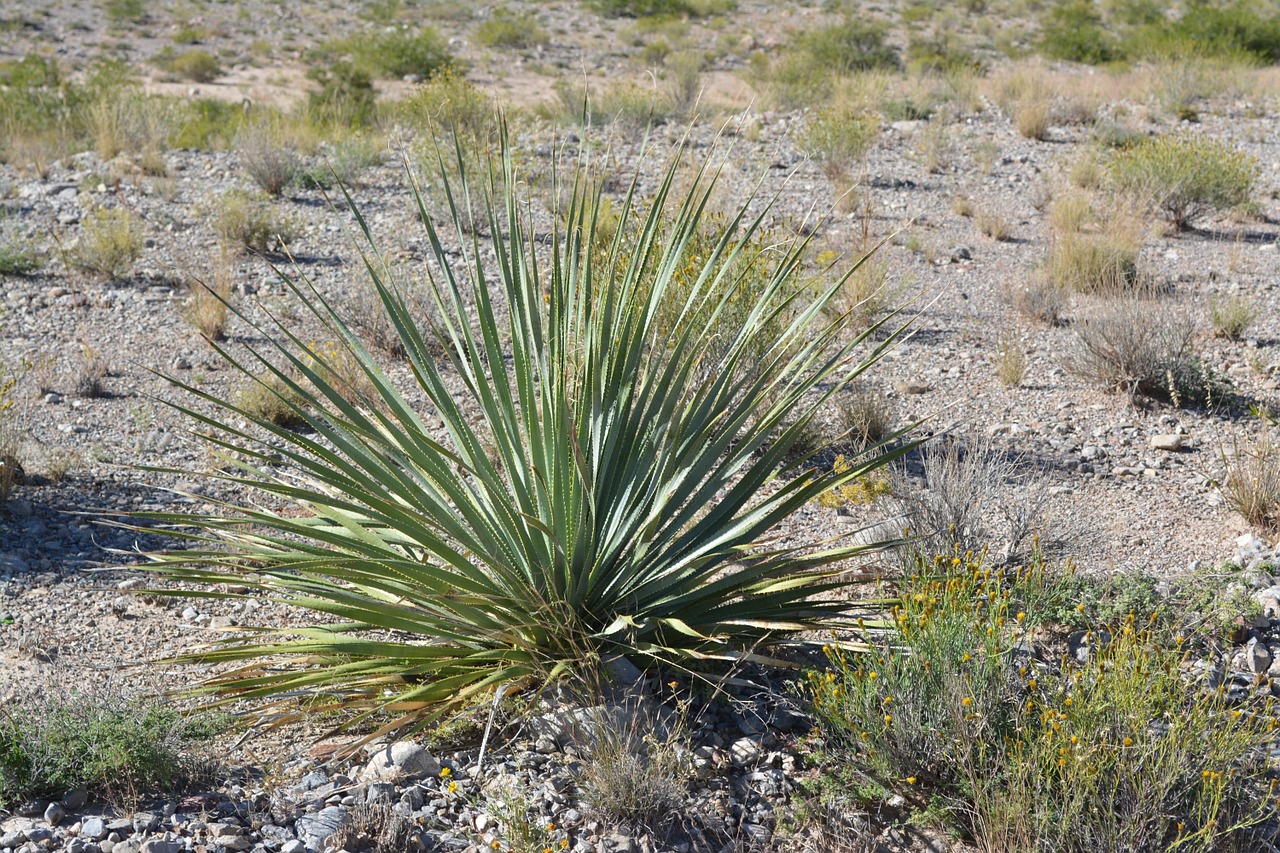 cactus yucca plant desert free photo