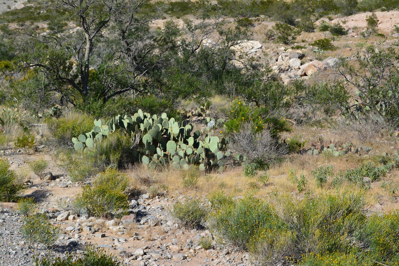 cactus desert green free photo