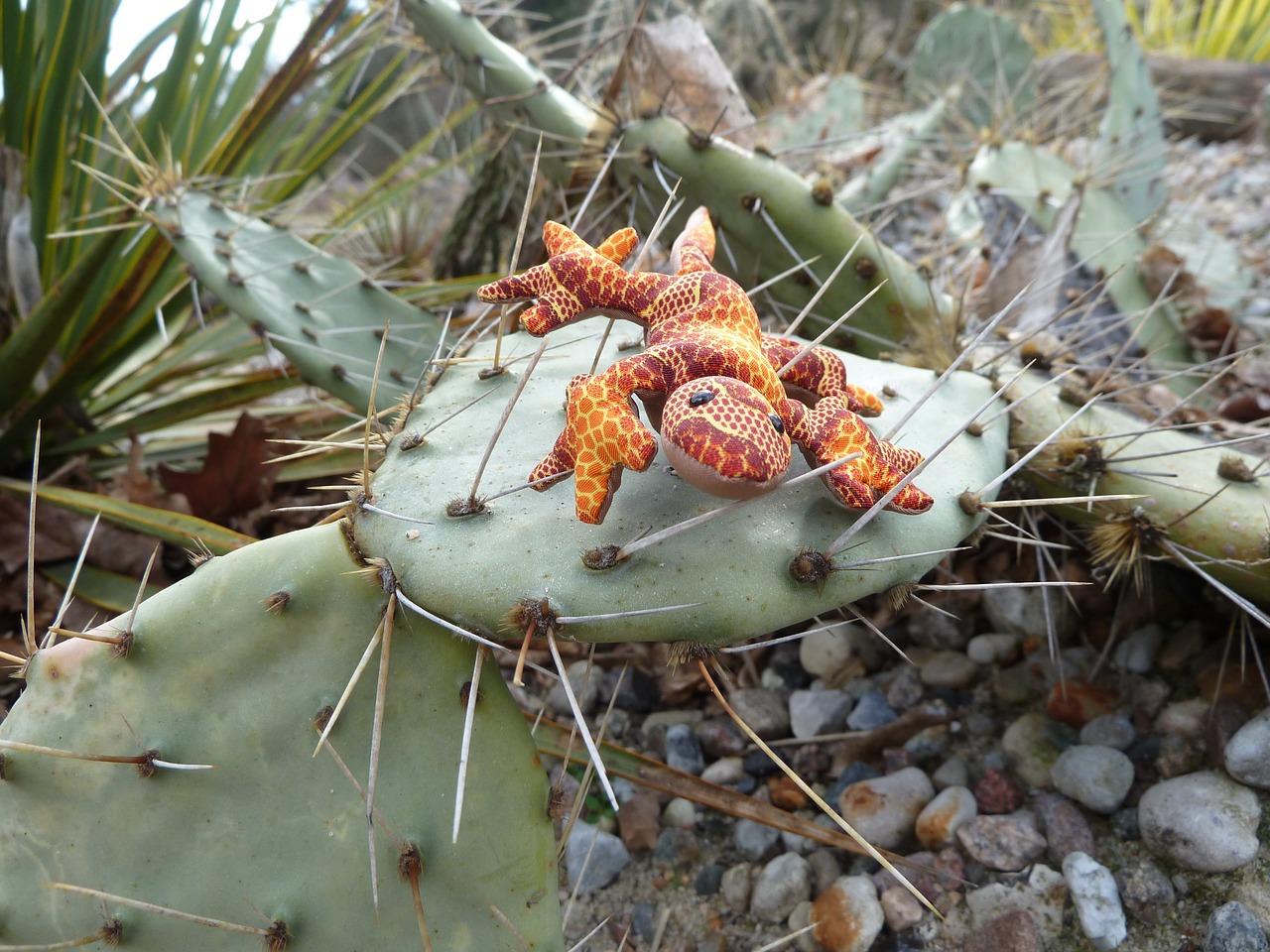 cactus soft toy lizard free photo