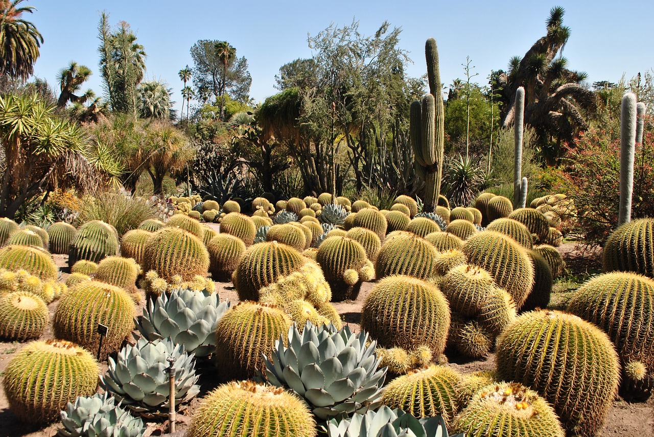 cactus garden huntington free photo