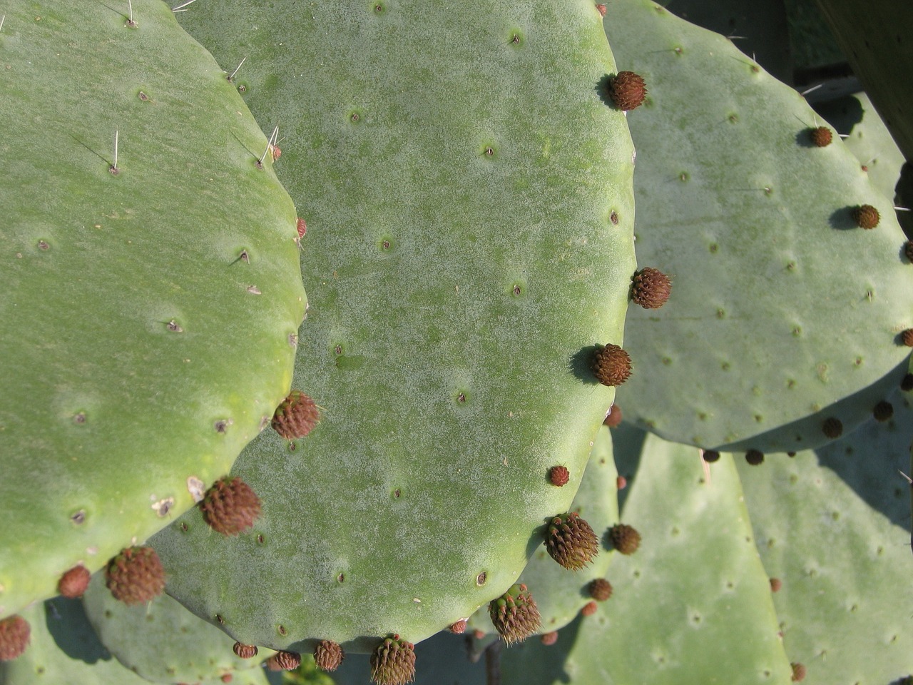 cactus macro blossom free photo