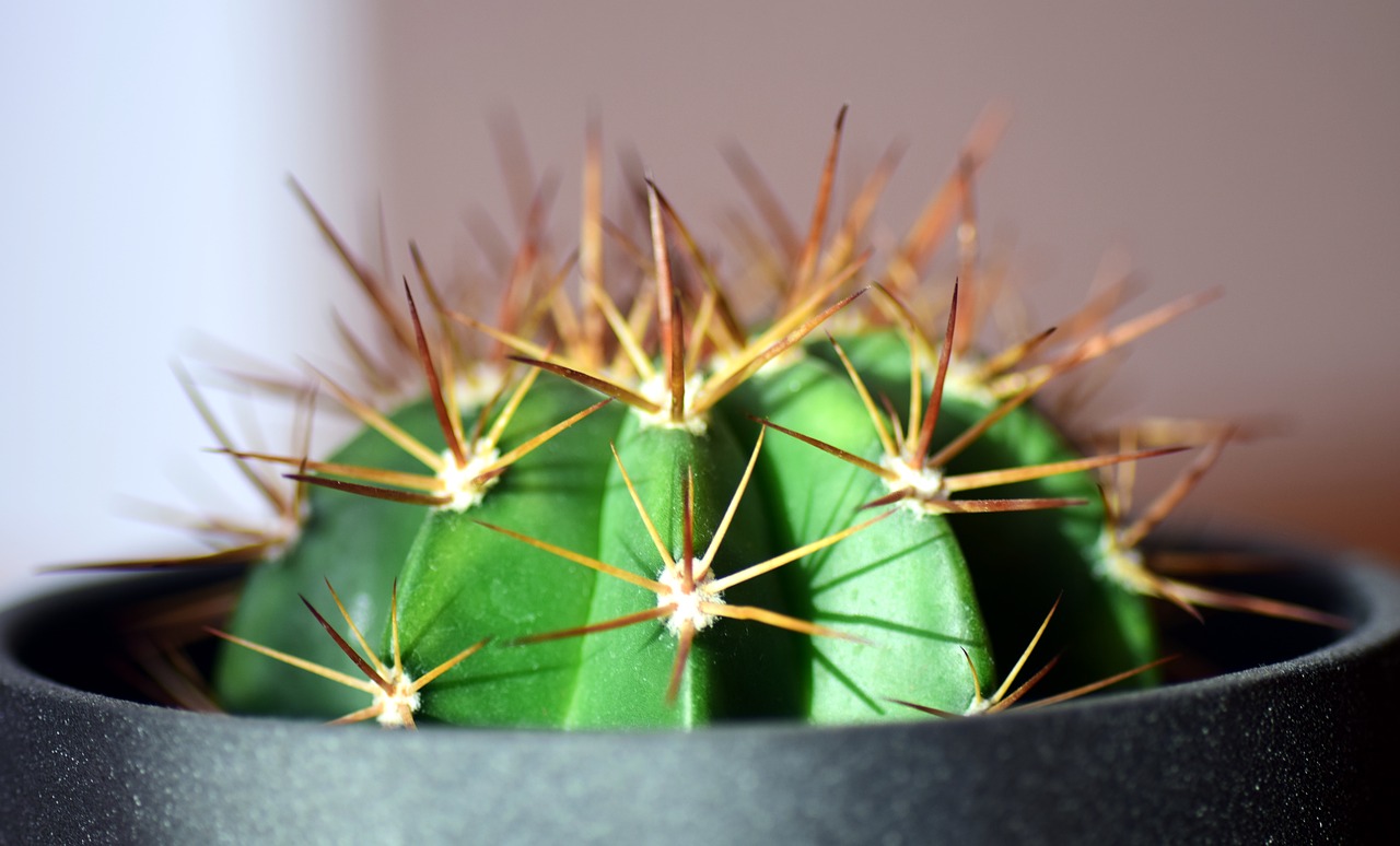 cactus spur plant free photo