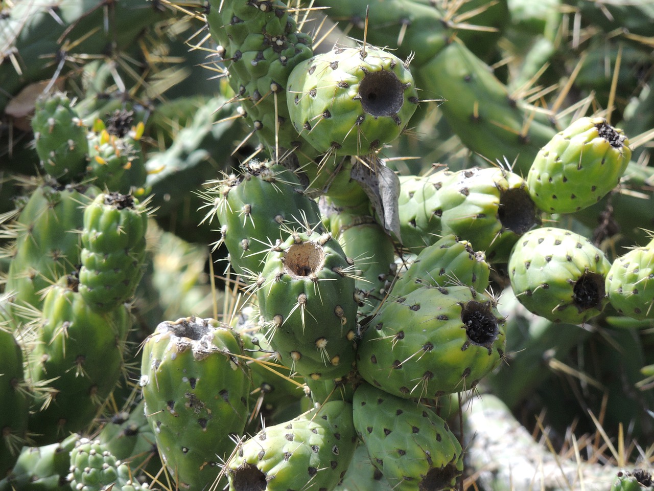 cactus unique openings free photo