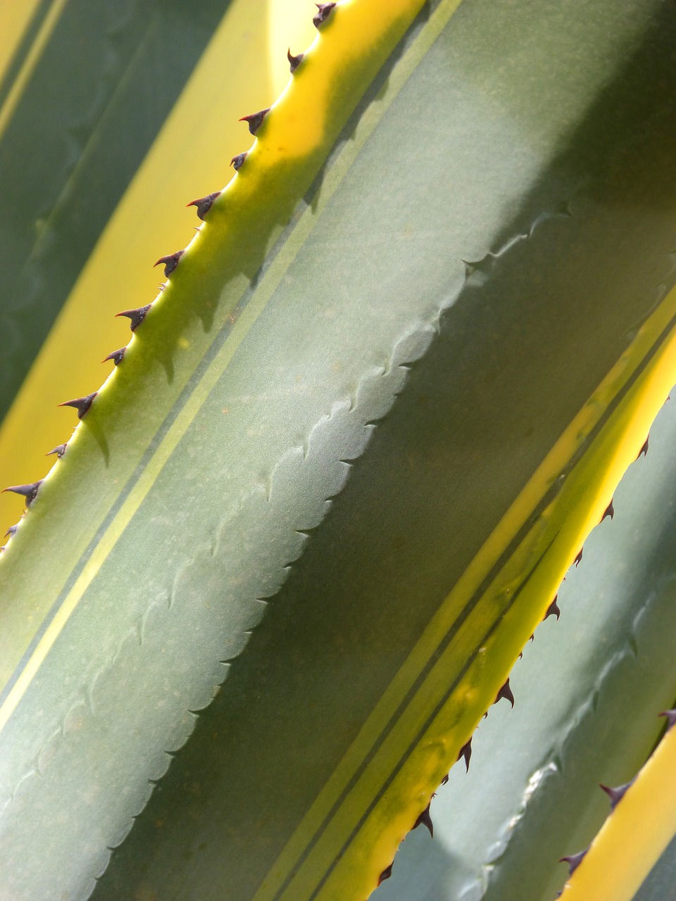 cactus agave atzavara free photo