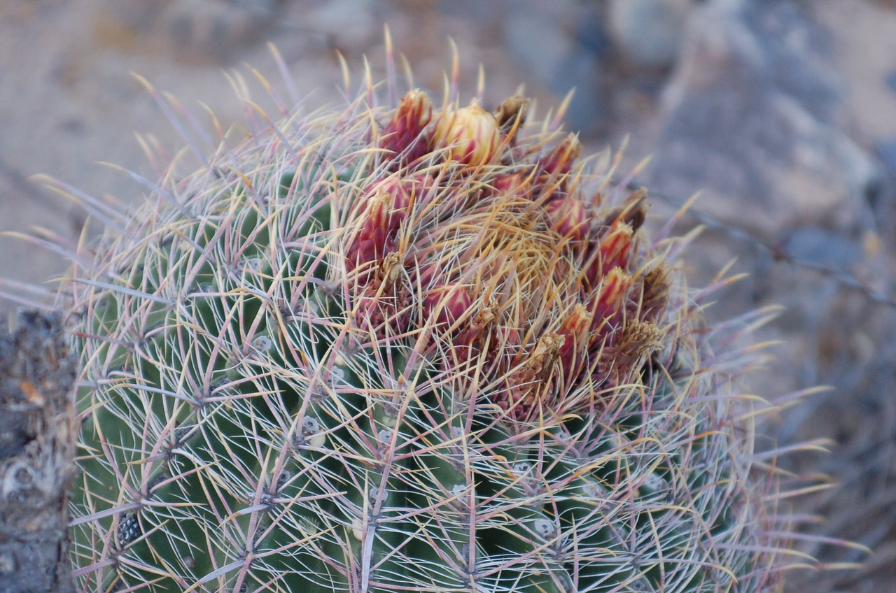 cactus arizona desert free photo
