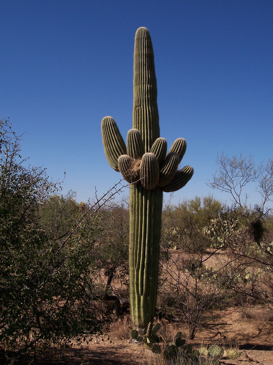 cactus desert national park saguro free photo
