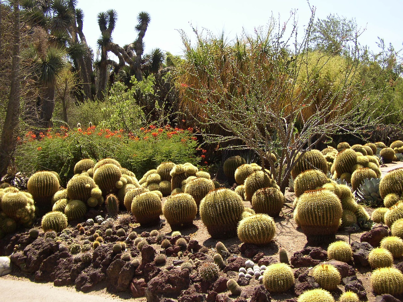 cactus botanical exotic free photo