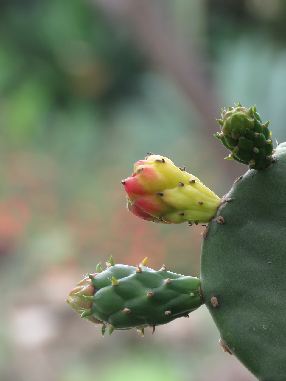 cactus thorns garden free photo