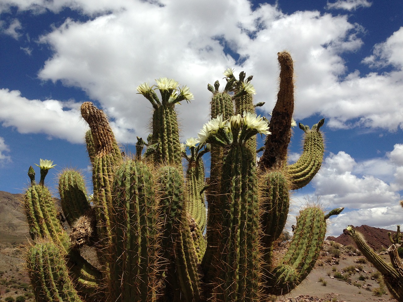 cactus flower clouds free photo