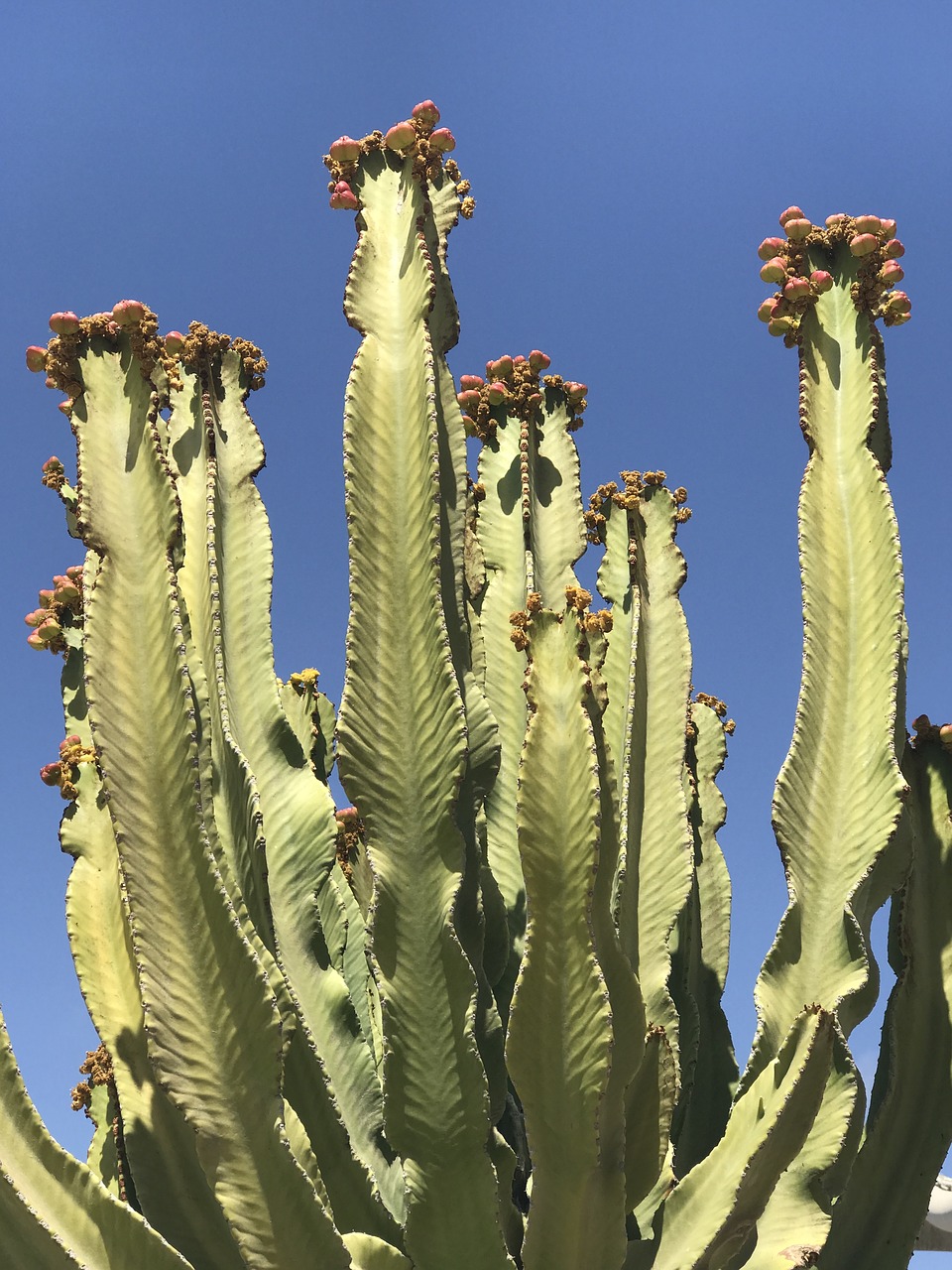 cactus cacti desert free photo