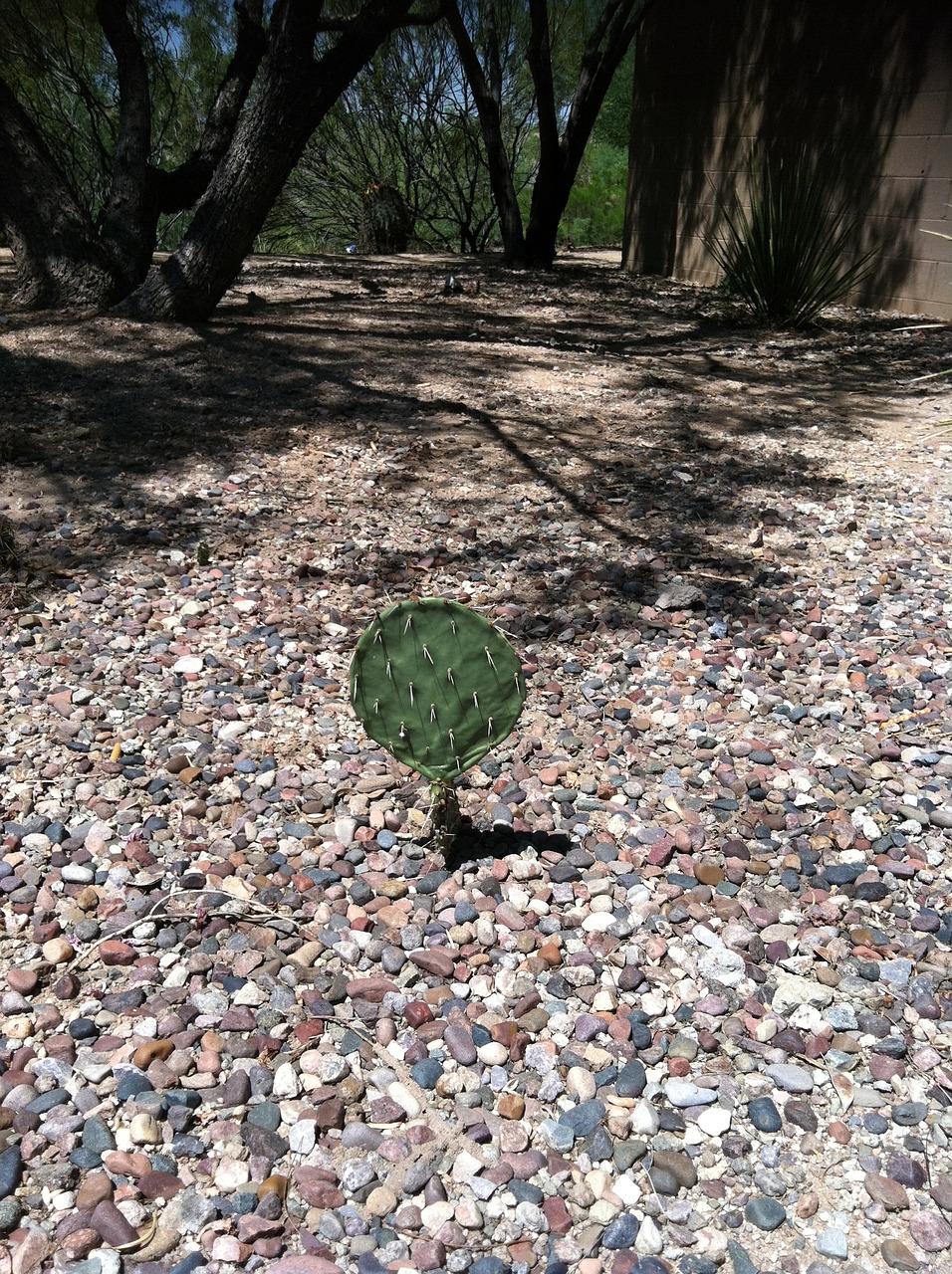 cactus green gravel free photo