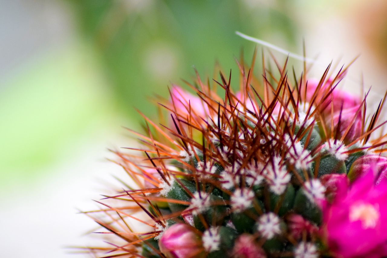 cactus flower pink free photo