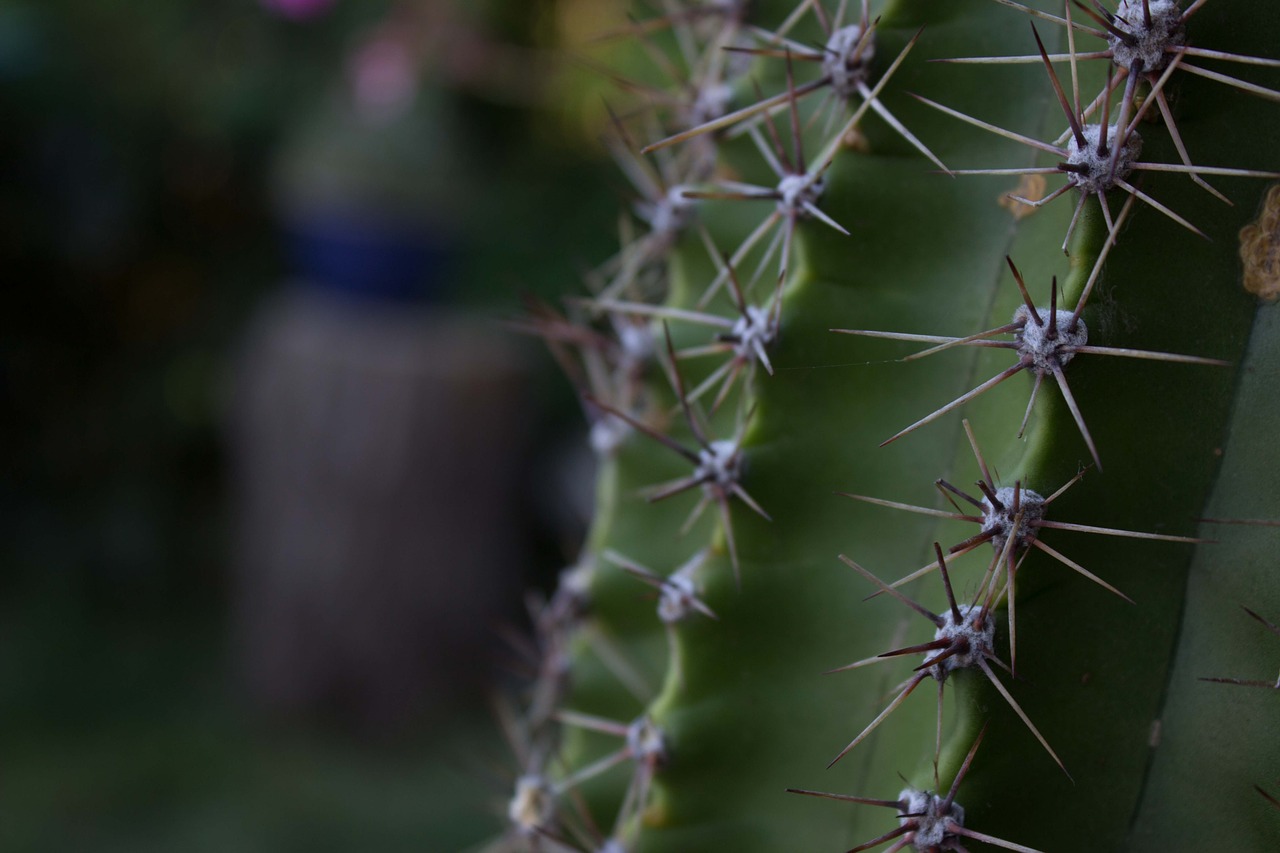 cactus prickles plant free photo