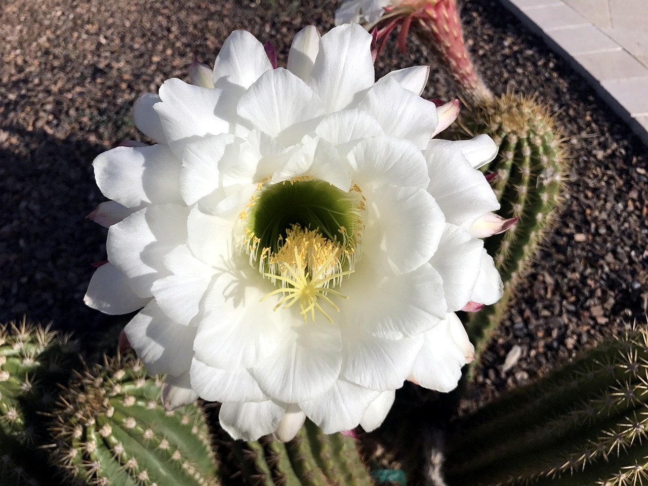 cactus argentina giant free photo