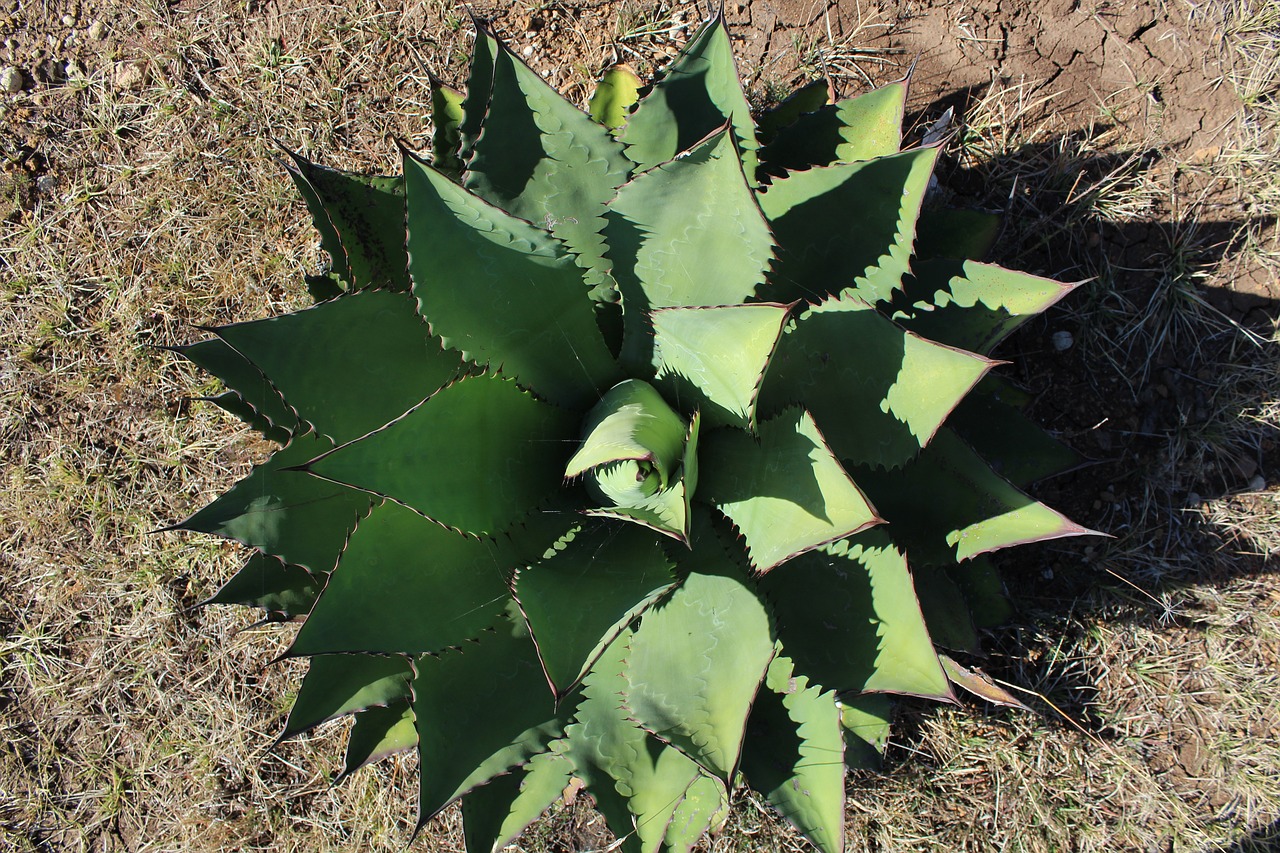 cactus plant flower free photo