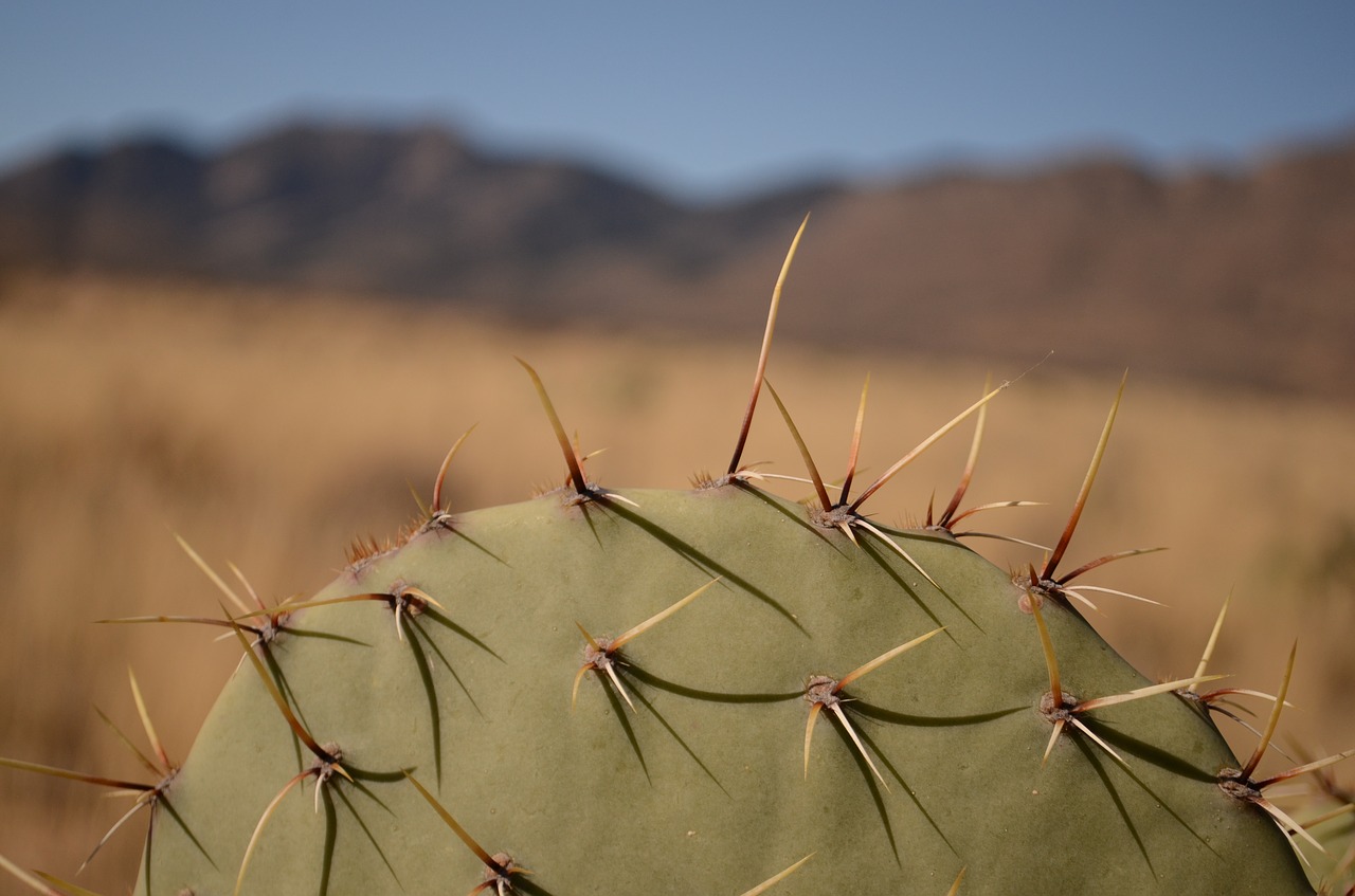 cactus arizona desert free photo