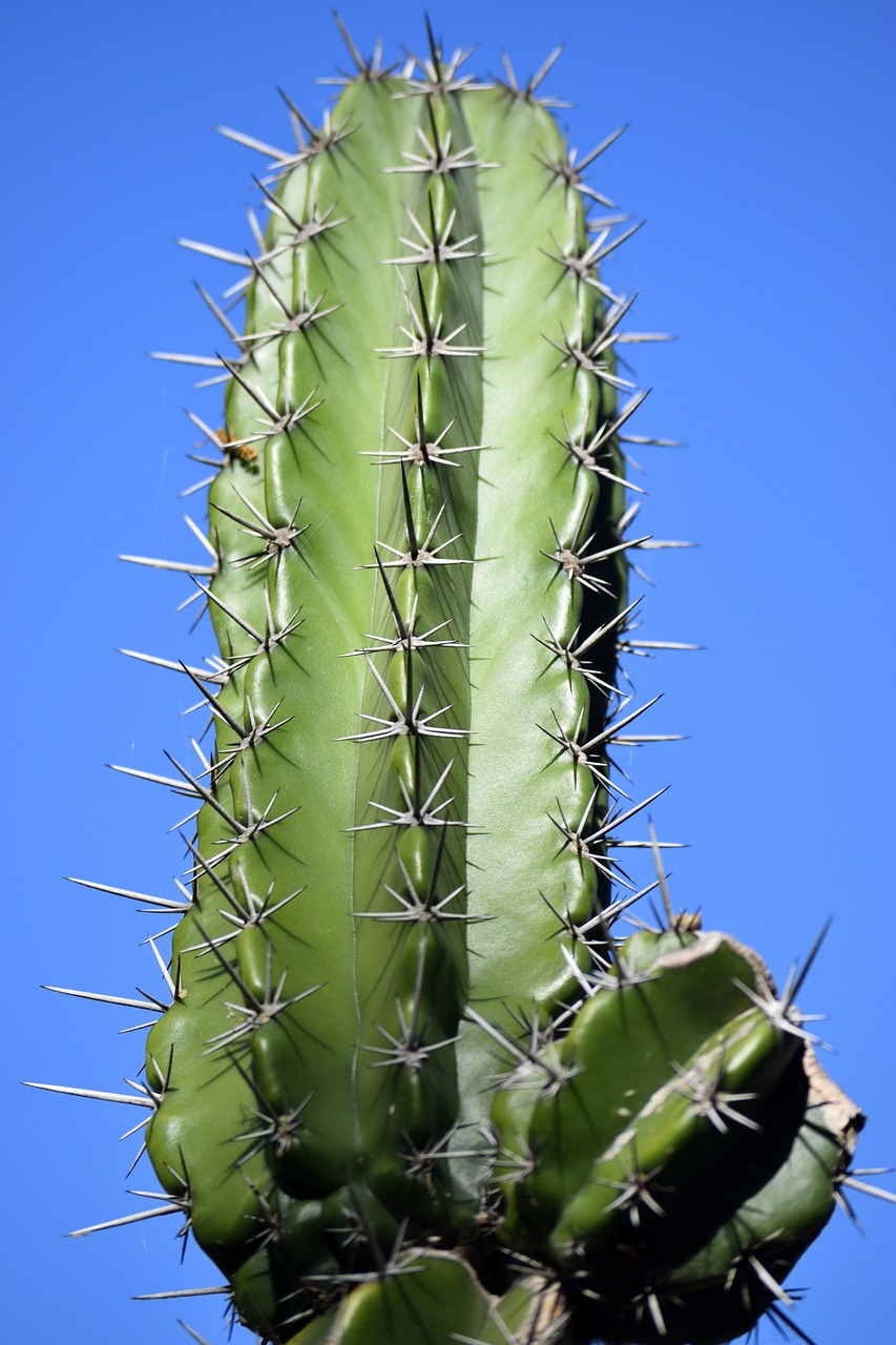 cactus plant nature free photo