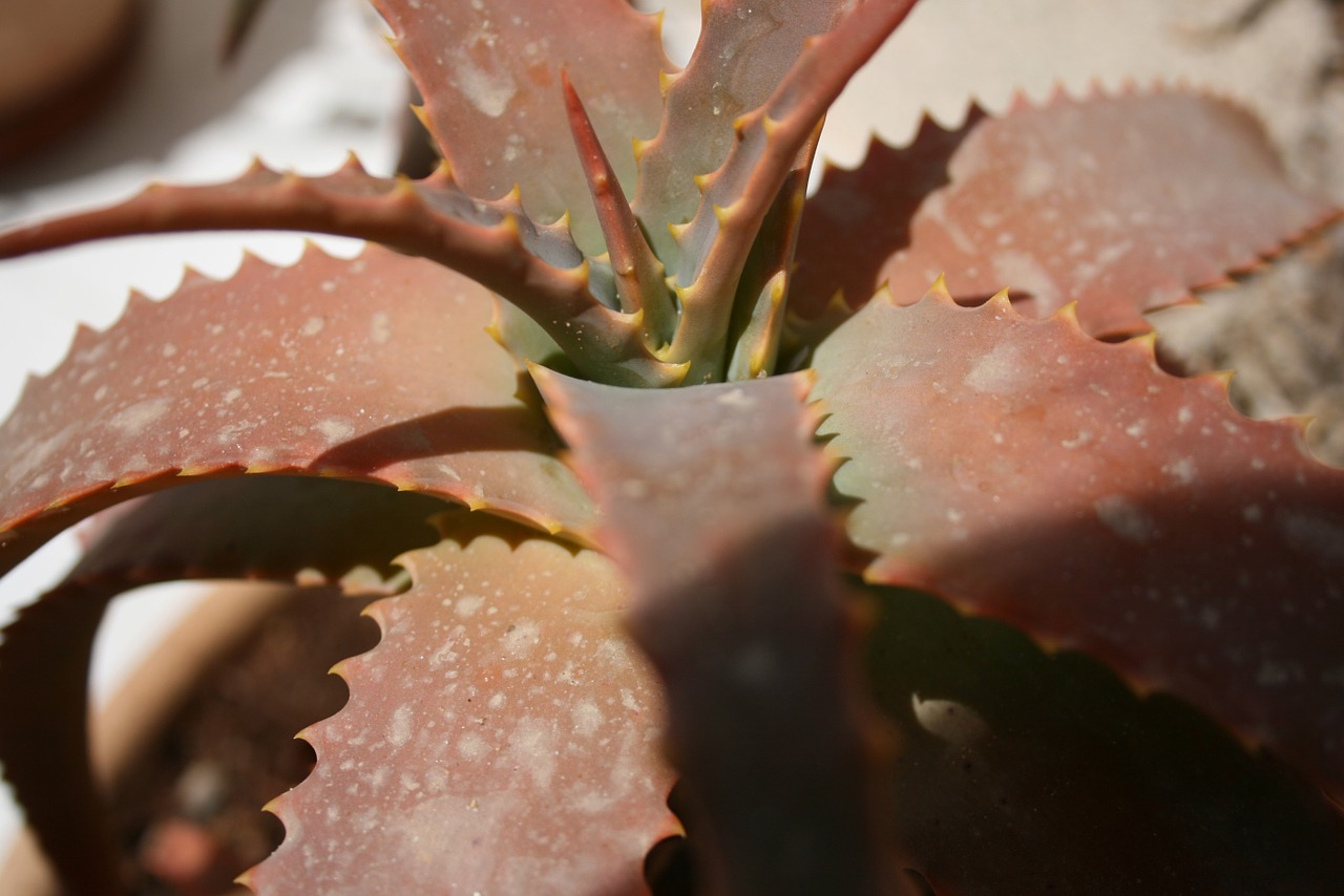 cactus solar brown free photo