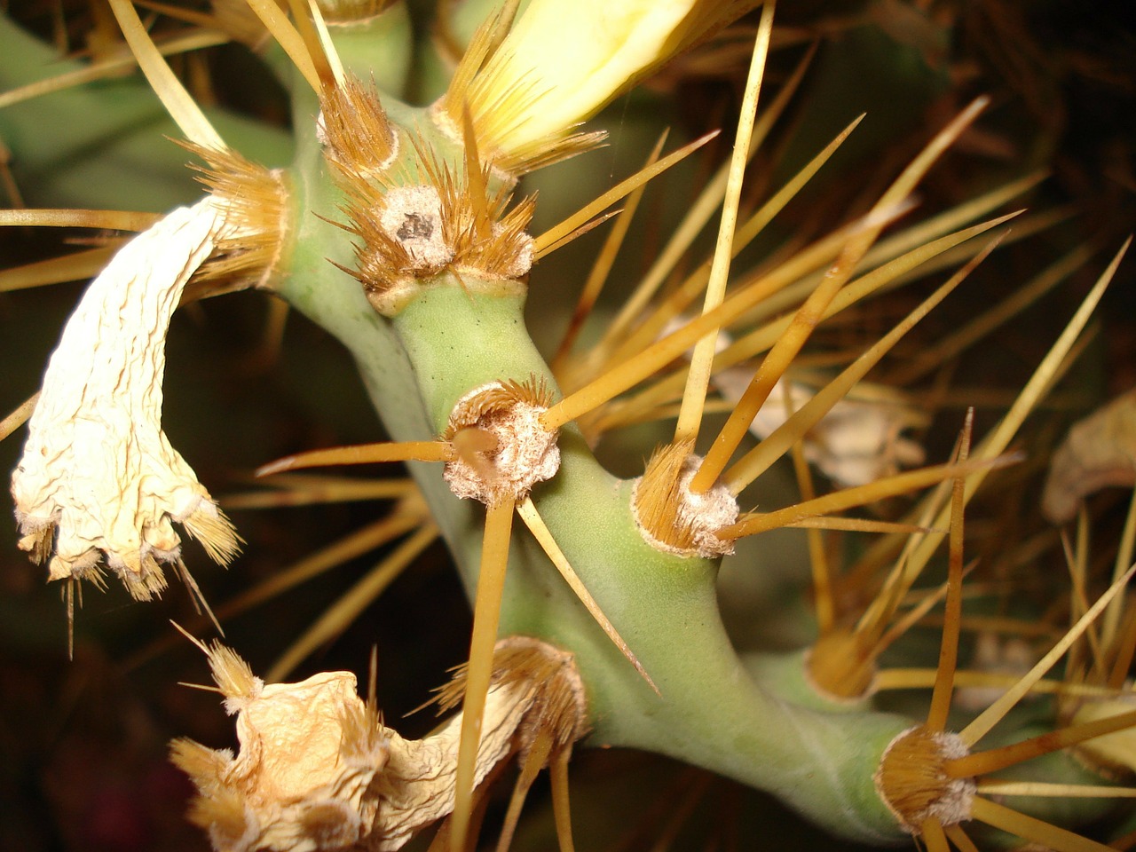 cactus flower arizona free photo