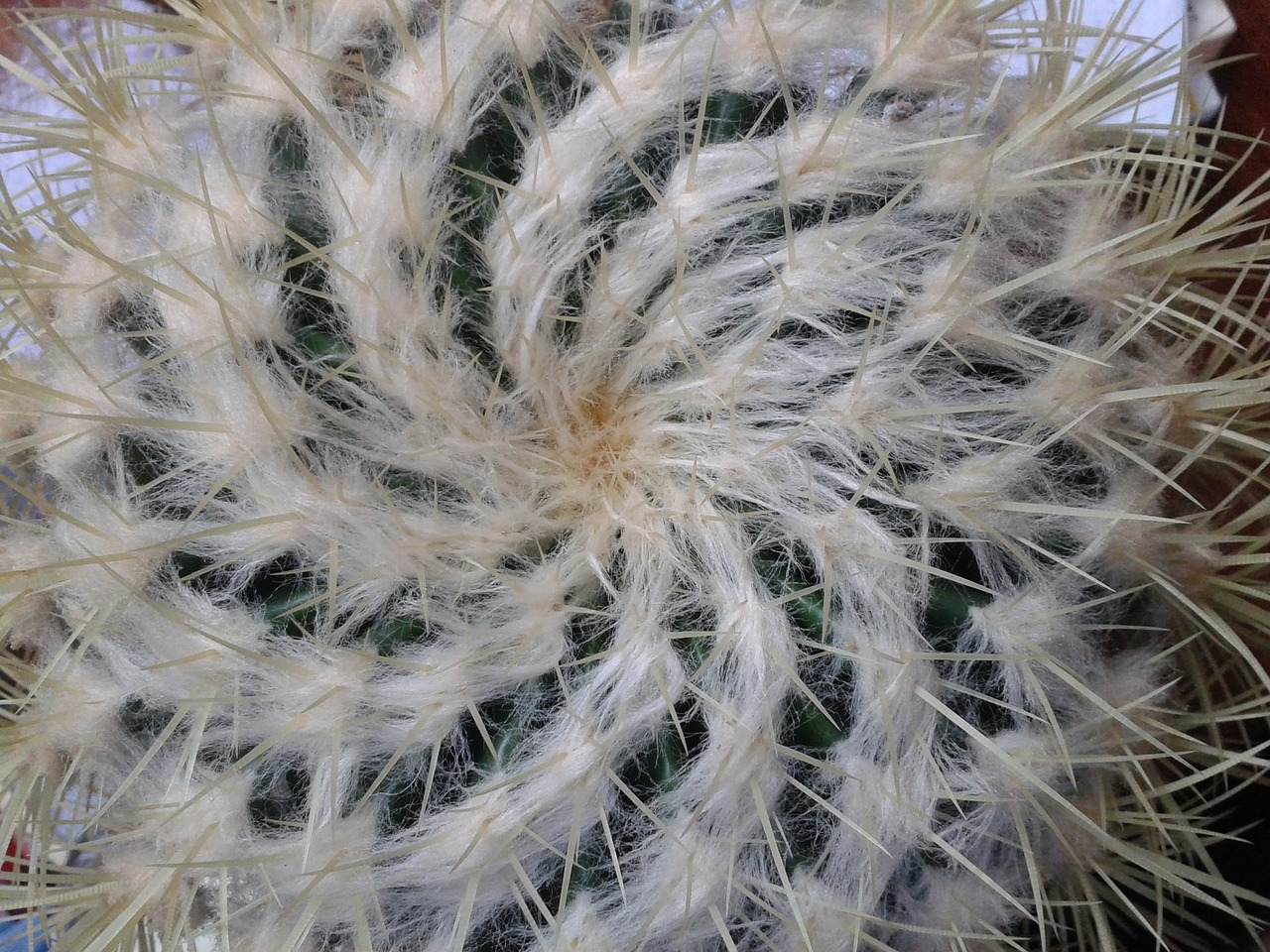 cactus structure spiral free photo