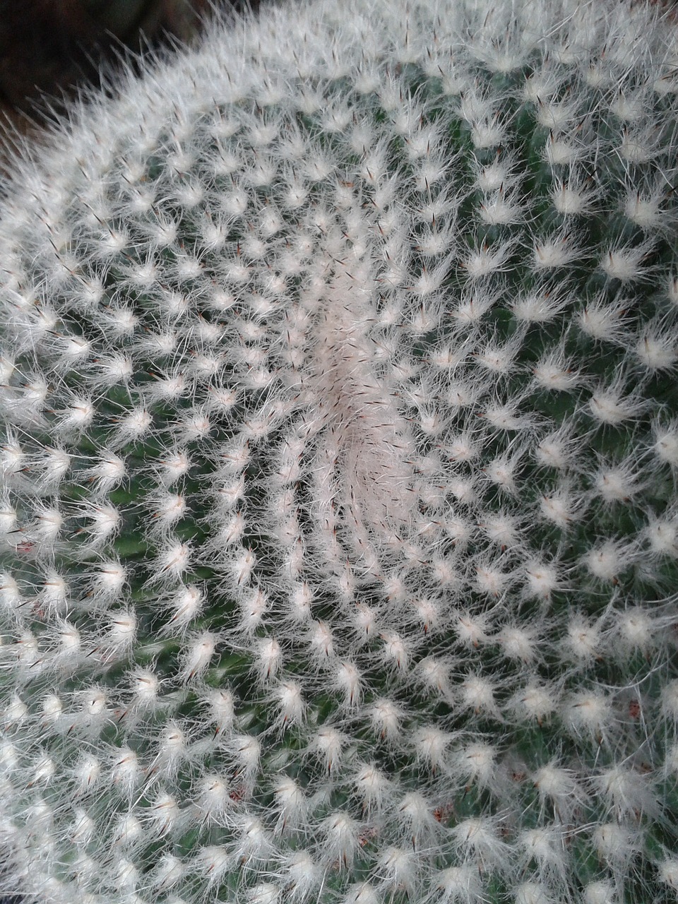 cactus structure lemniscate free photo