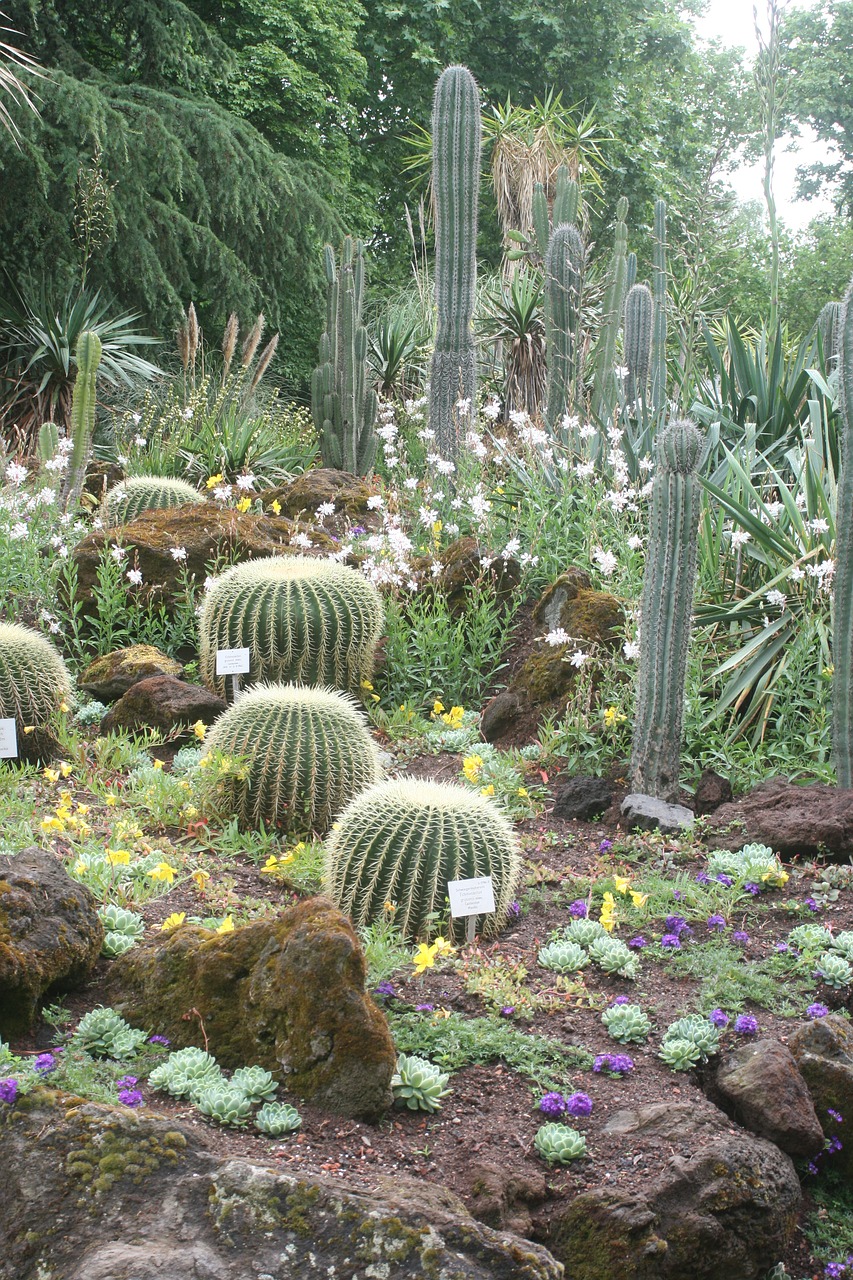 cactus plant prickly free photo