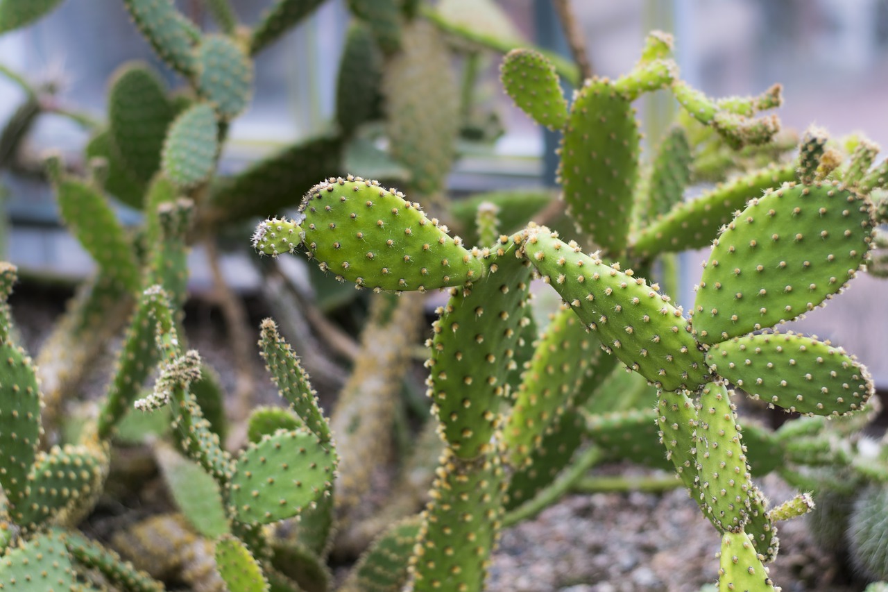 cactus spikes plant free photo