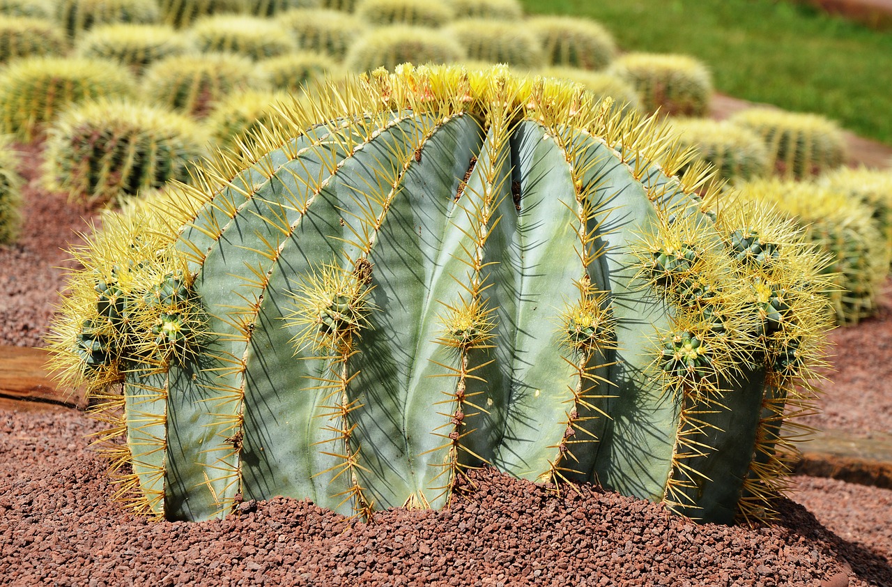 cactus large prickly free photo