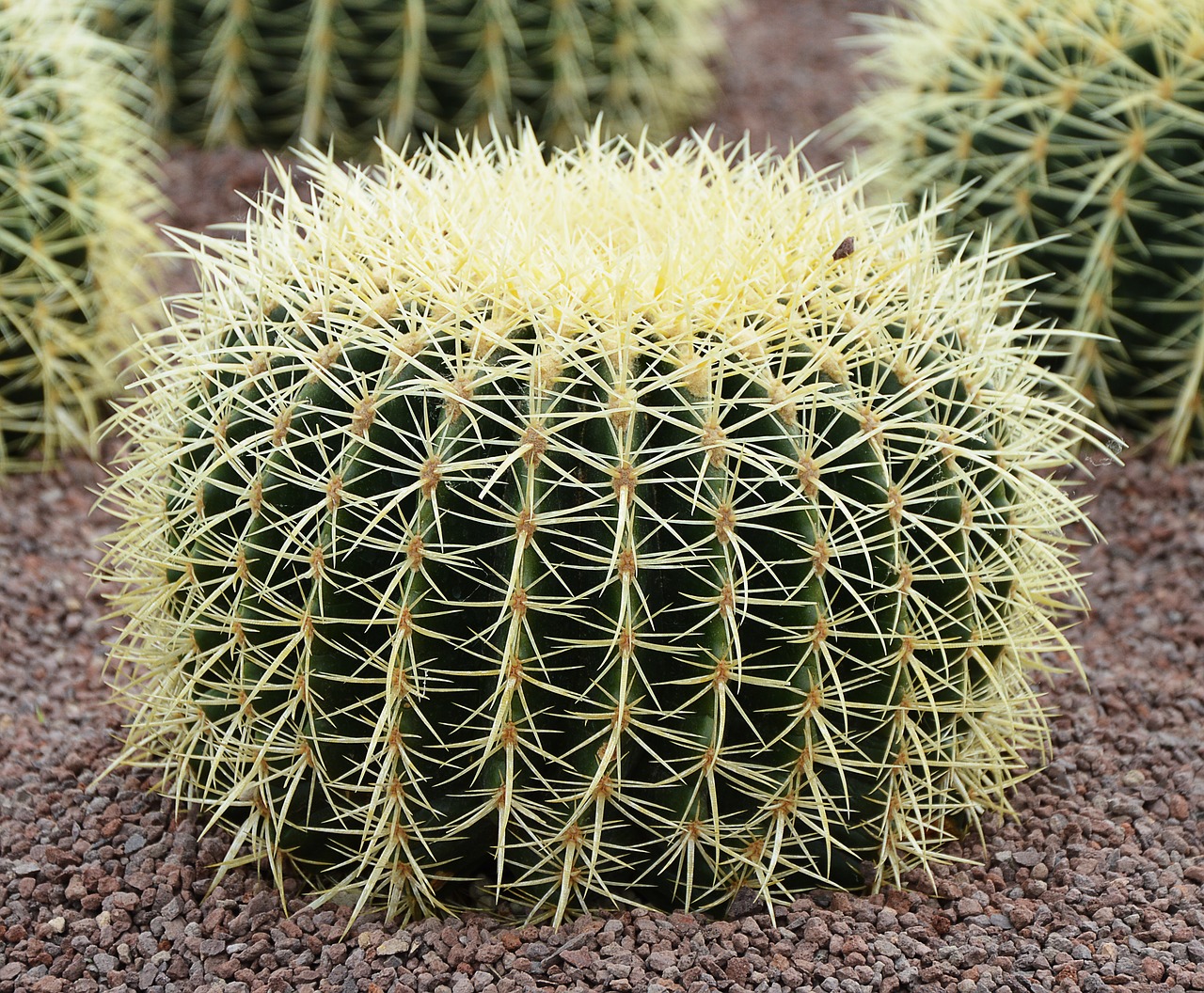 cactus large prickly free photo