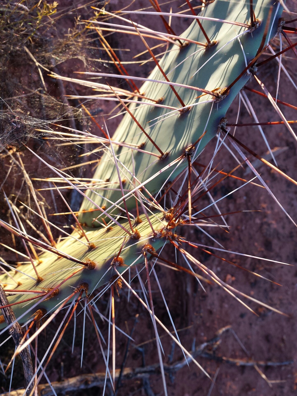 cactus sedona arizona free photo