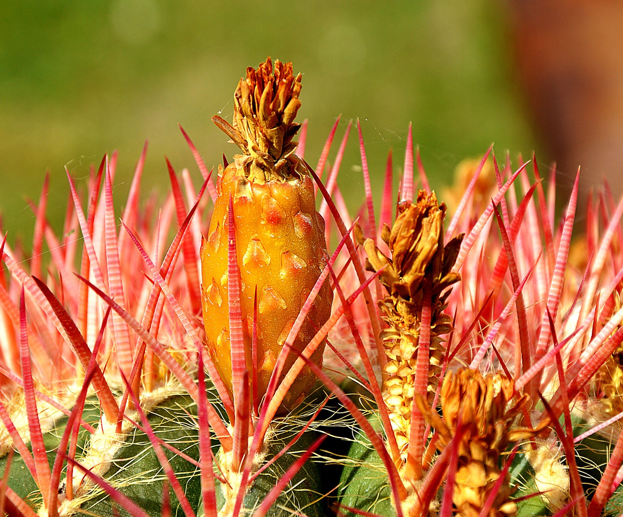 cactus blossom bloom free photo