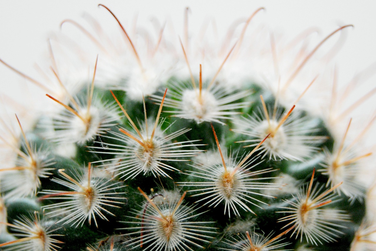 cactus thorns plant free photo