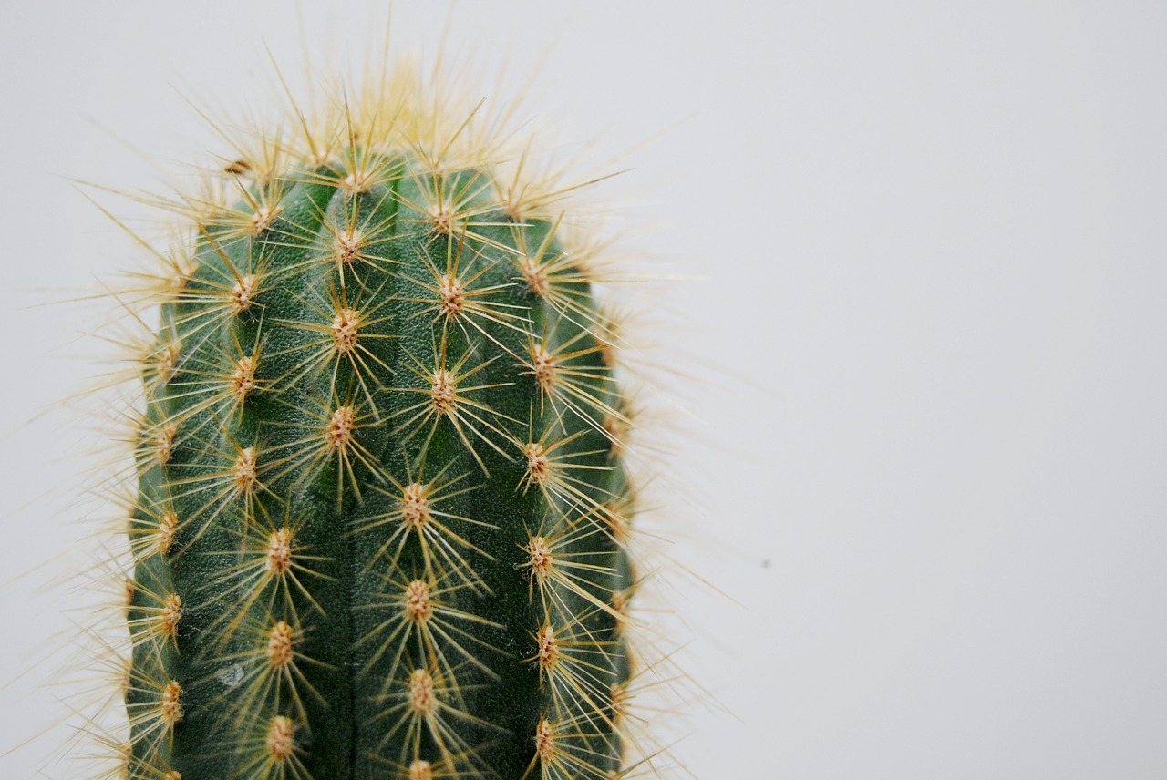 cactus plant thorns free photo